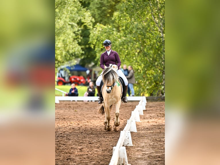 Fjordpferde Wallach 16 Jahre 146 cm Falbe in Hettstedt