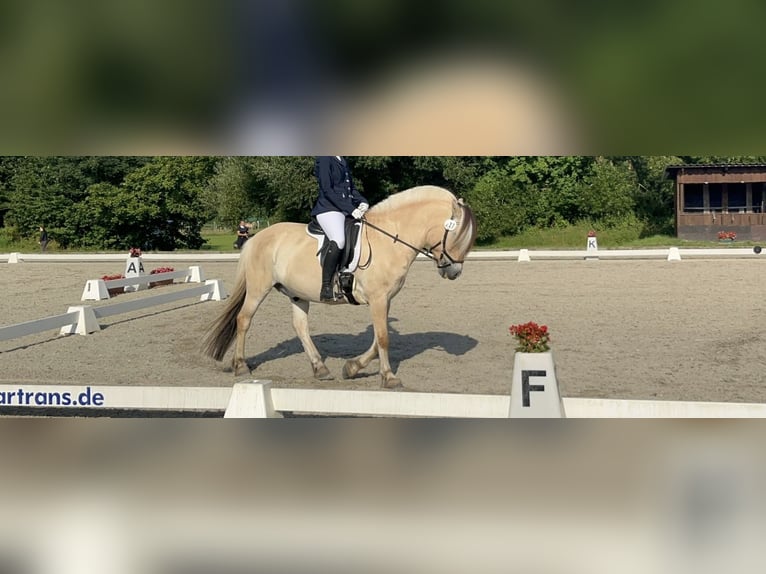 Fjordpferde Wallach 16 Jahre 146 cm Falbe in Hettstedt