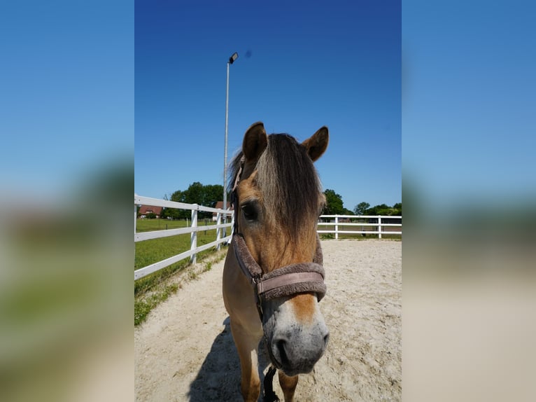 Fjordpferde Wallach 16 Jahre 147 cm Falbe in Hörstel