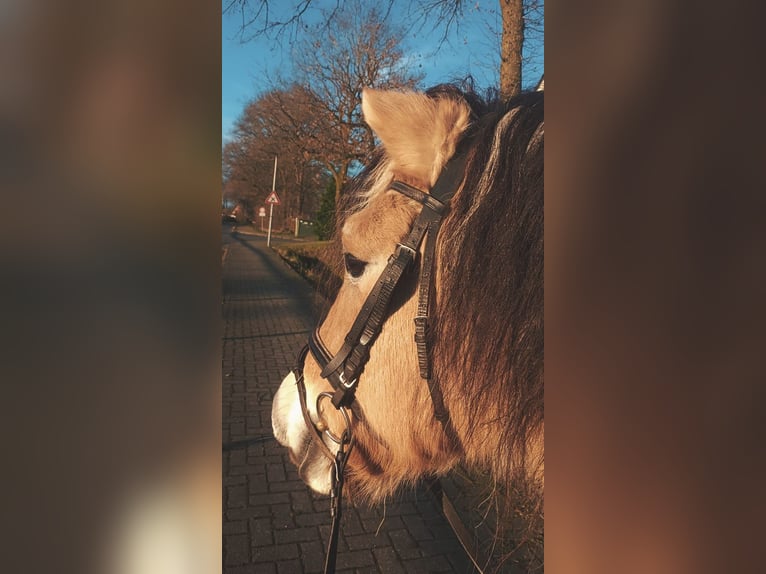 Fjordpferde Wallach 16 Jahre 147 cm Falbe in Hörstel