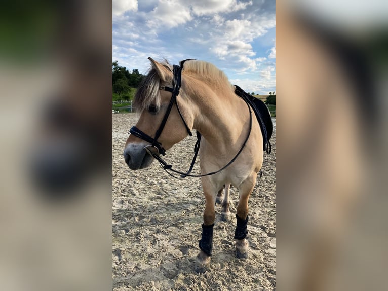 Fjordpferde Wallach 18 Jahre 143 cm Falbe in Fritzlar