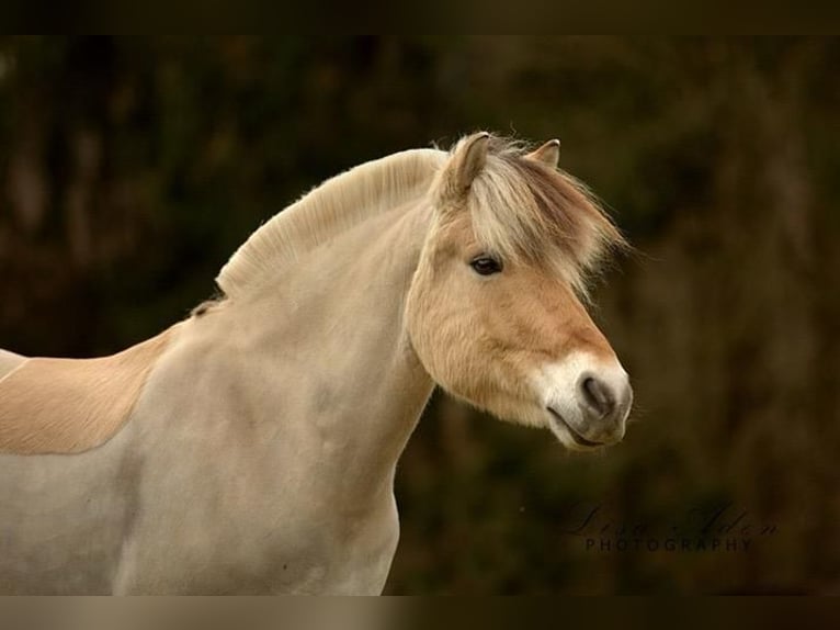 Fjordpferde Wallach 18 Jahre 143 cm Falbe in Fritzlar