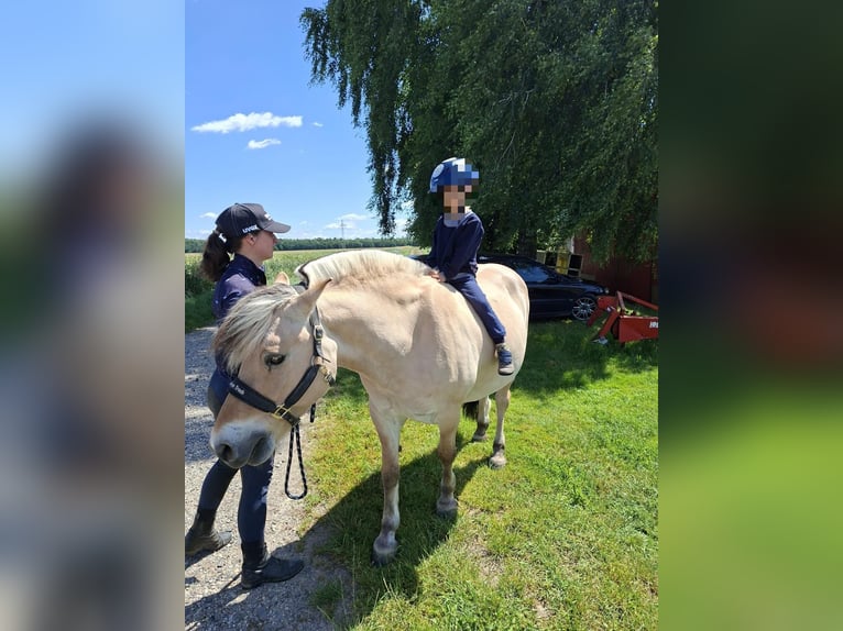 Fjordpferde Wallach 18 Jahre 143 cm Falbe in Fritzlar