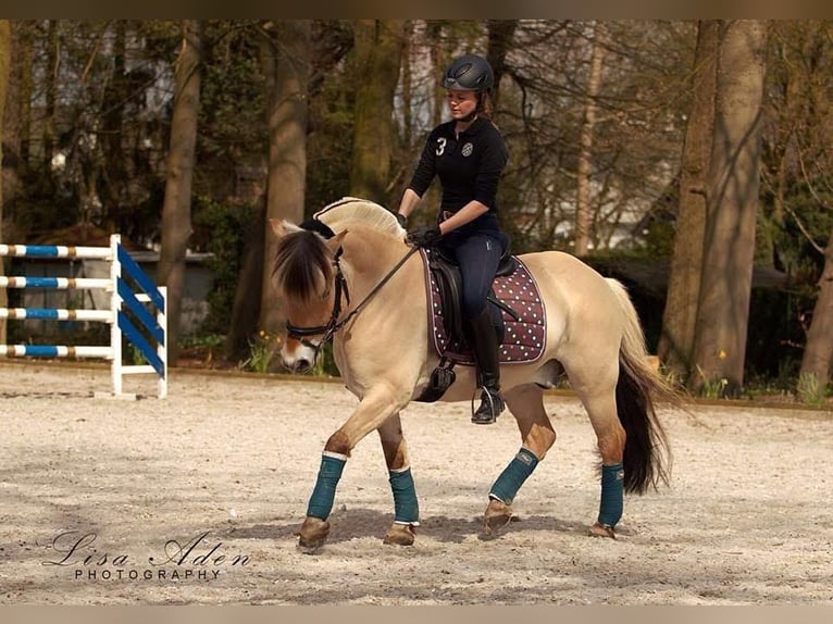 Fjordpferde Wallach 18 Jahre 143 cm Falbe in Fritzlar
