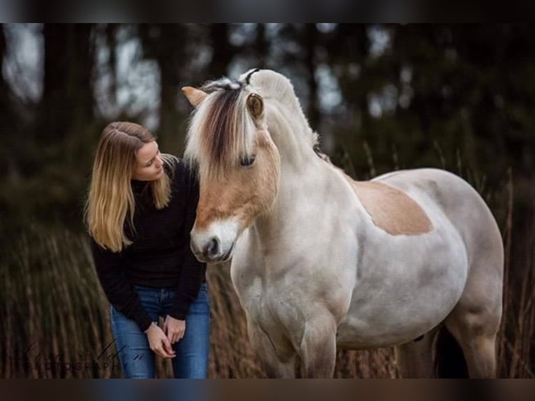 Fjordpferde Wallach 18 Jahre 143 cm Falbe in Fritzlar