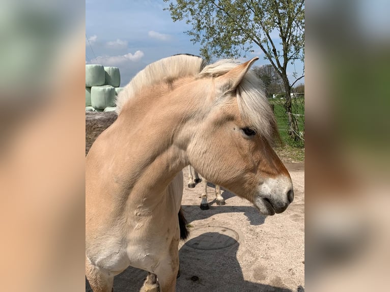 Fjordpferde Wallach 18 Jahre 143 cm Falbe in Fritzlar