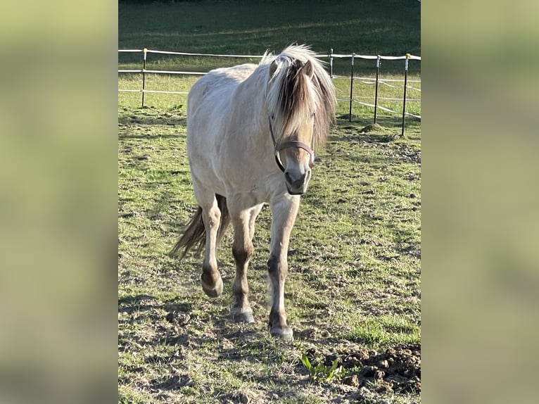 Fjordpferde Wallach 18 Jahre 145 cm Falbe in Ismaning
