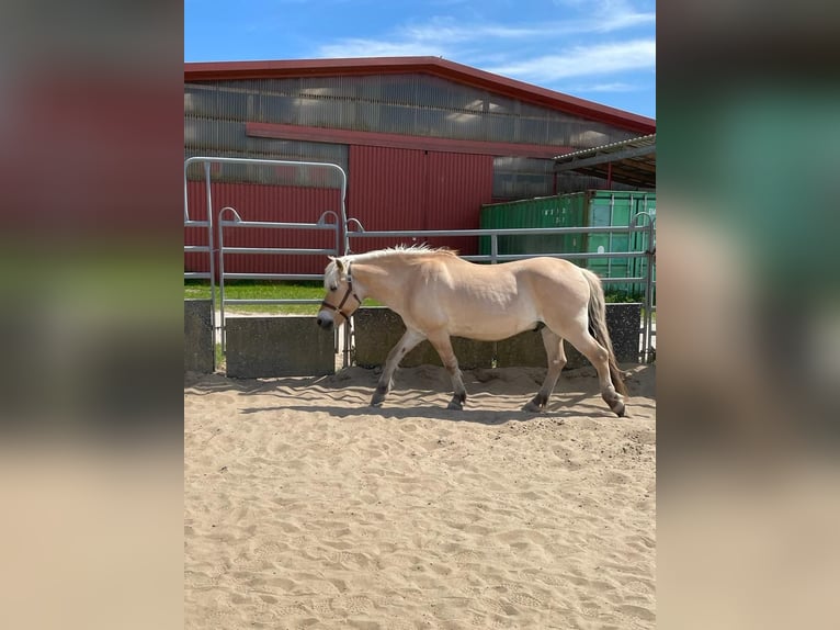 Fjordpferde Wallach 18 Jahre 150 cm Falbe in Rosengarten