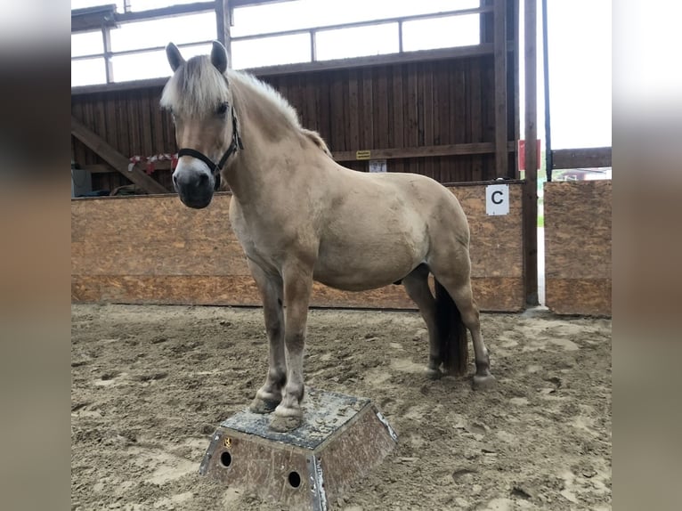 Fjordpferde Wallach 18 Jahre 150 cm Falbe in Rosengarten