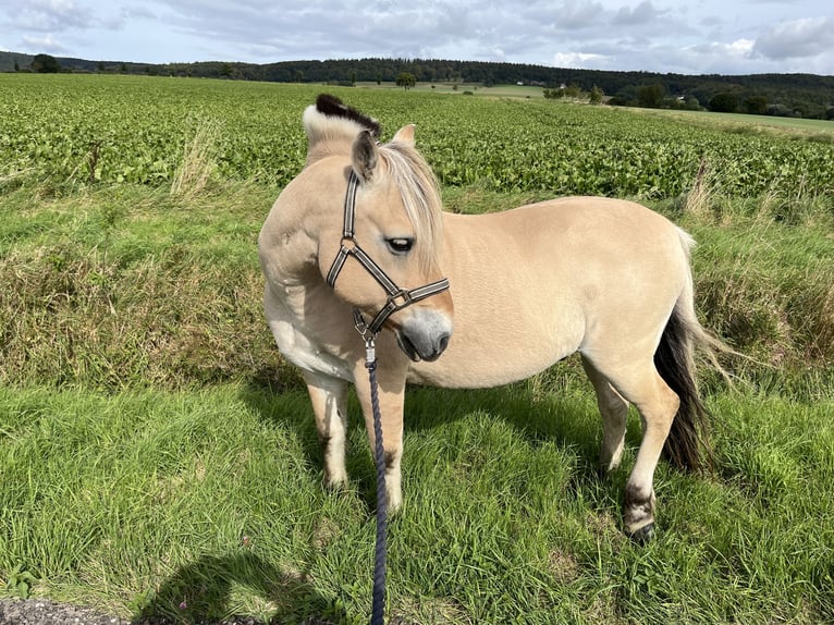 Fjordpferde Wallach 19 Jahre 139 cm Falbe in Coppenbr&#xFC;gge