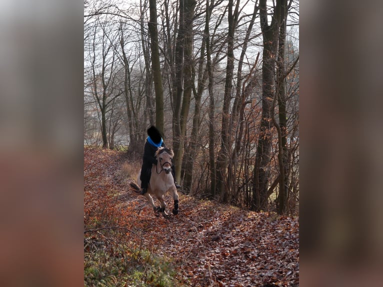 Fjordpferde Wallach 19 Jahre 139 cm Falbe in Coppenbr&#xFC;gge