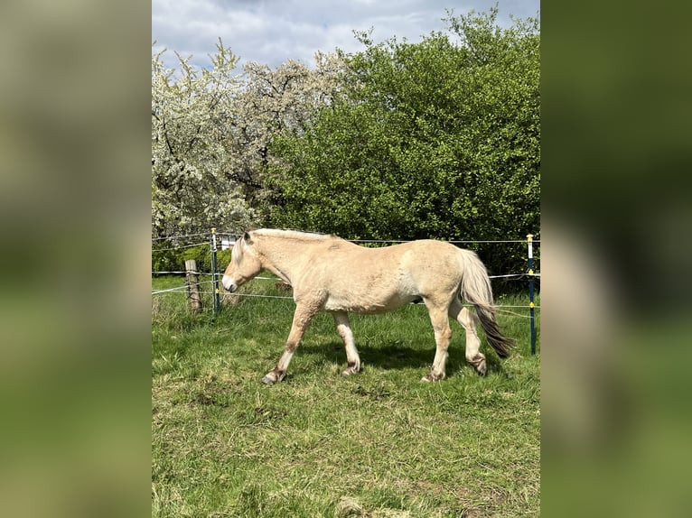 Fjordpferde Wallach 19 Jahre 139 cm Falbe in Coppenbr&#xFC;gge