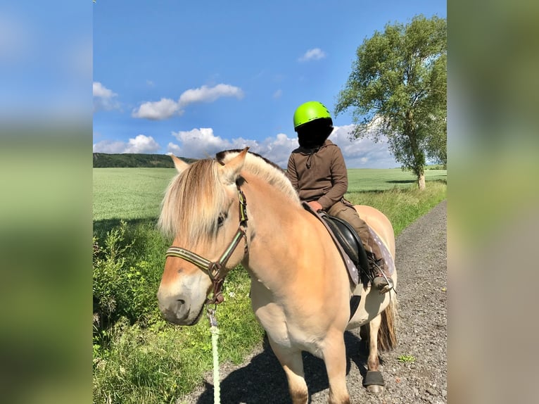 Fjordpferde Wallach 19 Jahre 139 cm Falbe in Coppenbr&#xFC;gge