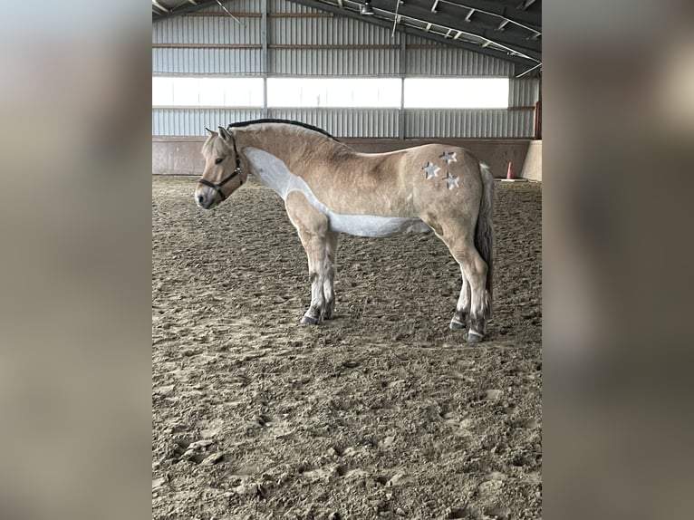 Fjordpferde Wallach 19 Jahre 148 cm Falbe in Gronau (Westfalen)