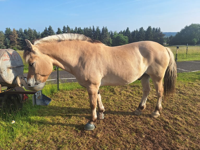 Fjordpferde Wallach 19 Jahre 148 cm Falbe in Meersburg