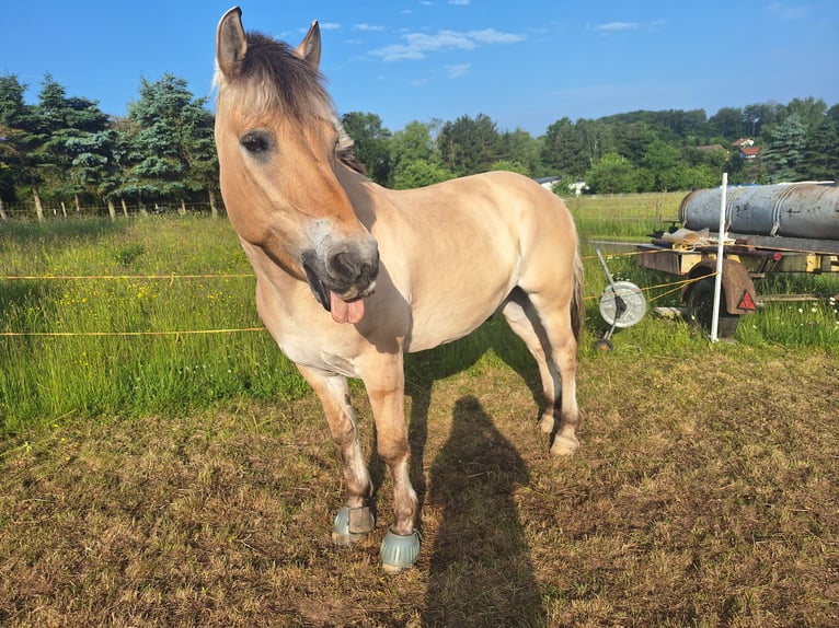 Fjordpferde Wallach 19 Jahre 148 cm Falbe in Meersburg