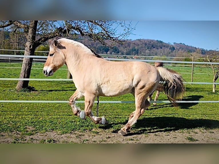 Fjordpferde Wallach 19 Jahre 148 cm Falbe in Meersburg