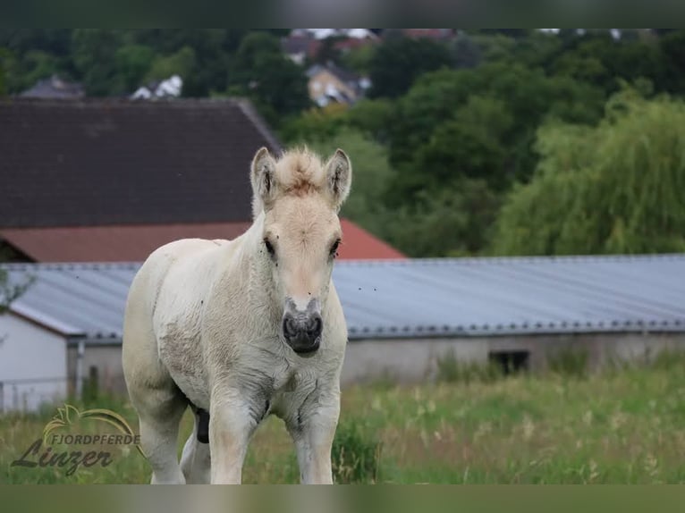 Fjordpferde Wallach 1 Jahr 147 cm Falbe in Remscheid