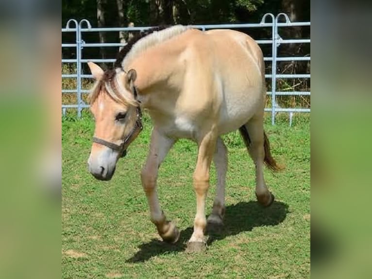 Fjordpferde Wallach 1 Jahr 147 cm  in Obertaufkirchen