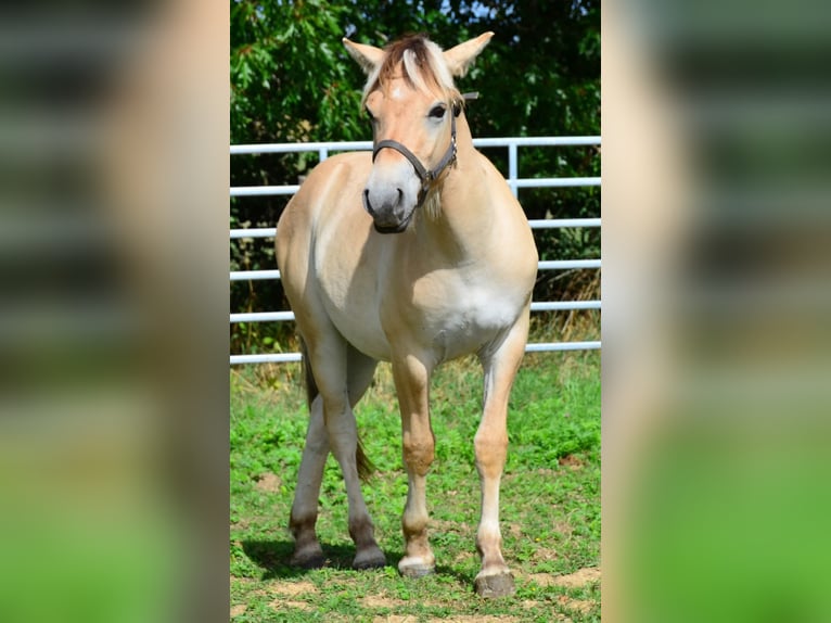 Fjordpferde Wallach 1 Jahr 147 cm  in Obertaufkirchen