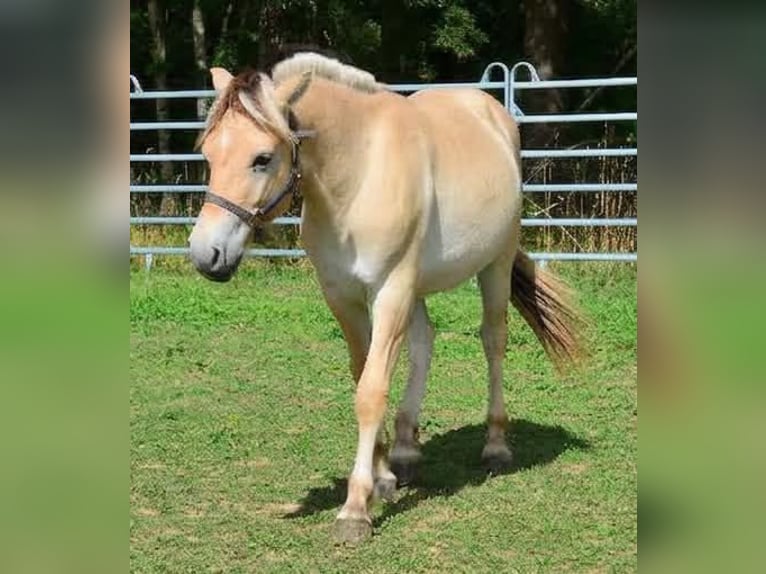 Fjordpferde Wallach 1 Jahr 147 cm  in Obertaufkirchen