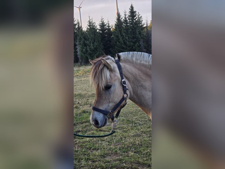 Fjordpferde Wallach 1 Jahr 147 cm in Rennerod