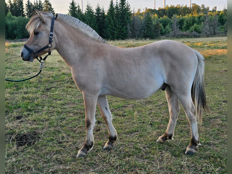 Fjordpferde Wallach 1 Jahr 147 cm in Rennerod