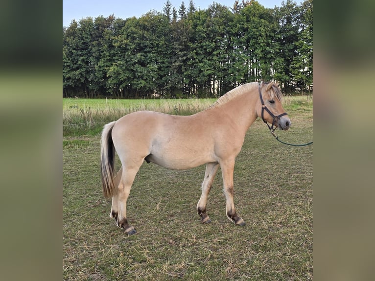 Fjordpferde Wallach 1 Jahr 147 cm in Rennerod