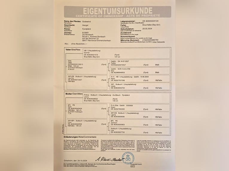 Fjordpferde Wallach 1 Jahr 147 cm in Rennerod