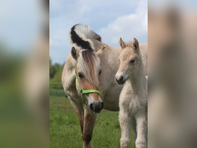 Fjordpferde Wallach 1 Jahr 149 cm Falbe in Lübtheen