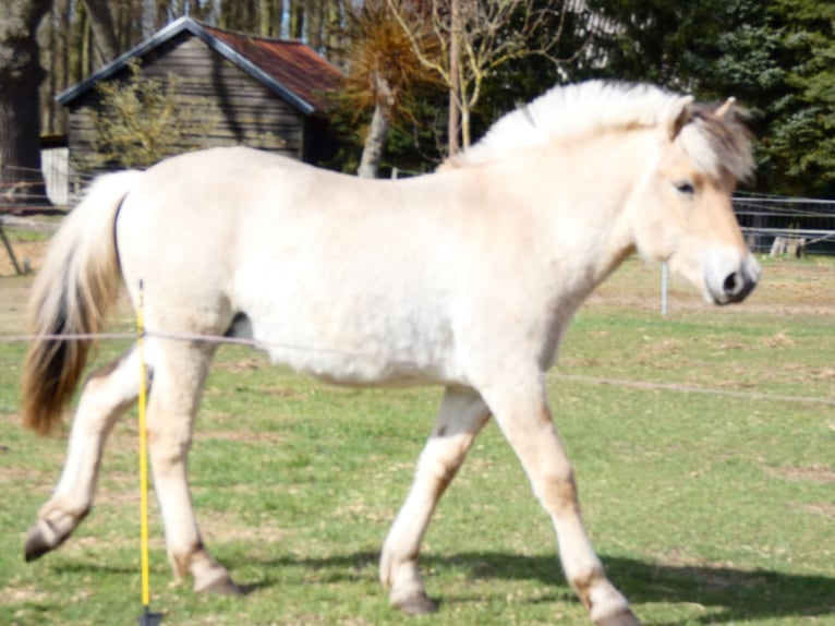Fjordpferde Wallach 1 Jahr 149 cm Falbe in Lübtheen