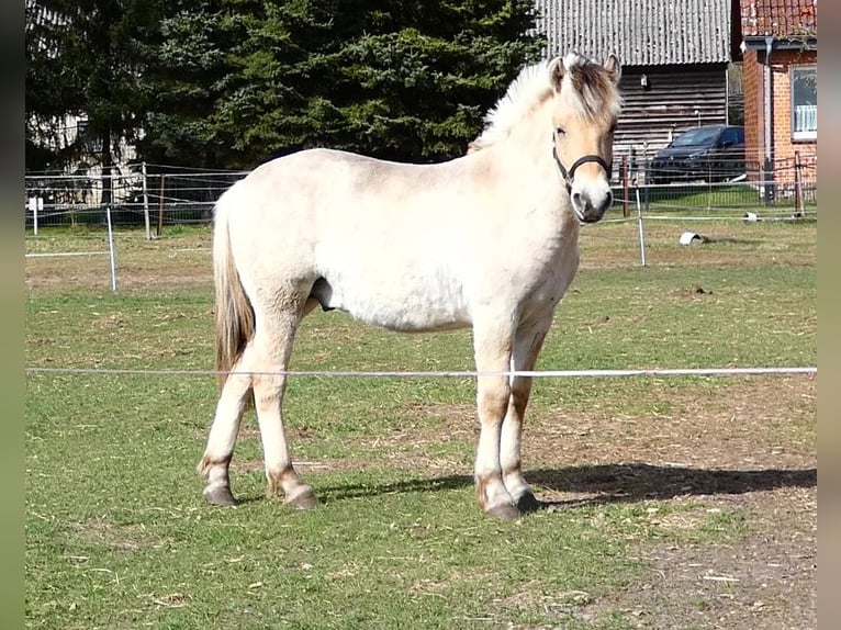 Fjordpferde Wallach 1 Jahr 149 cm Falbe in Lübtheen