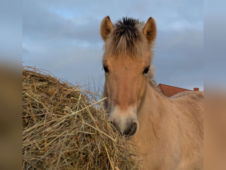 Fjordpferde Wallach 1 Jahr 149 cm Falbe in Lübtheen