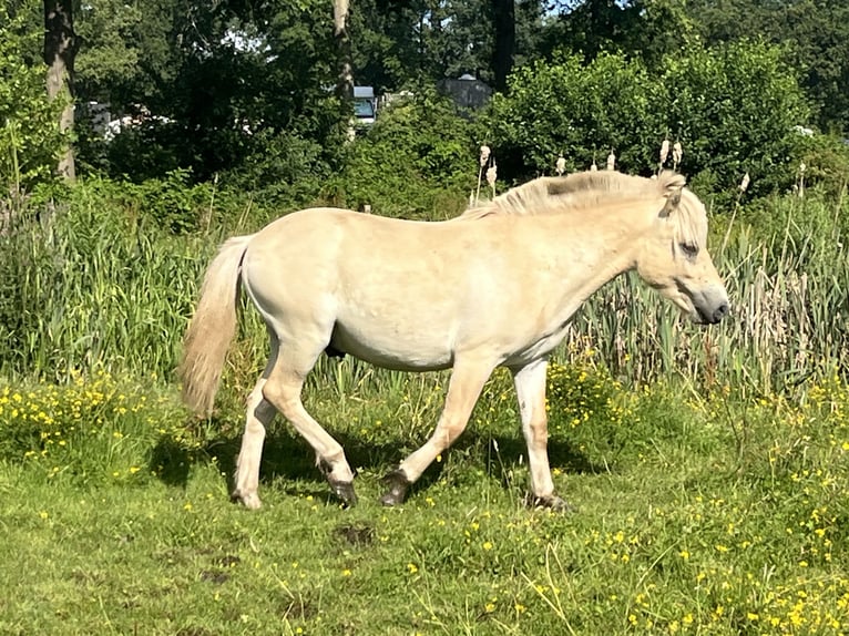 Fjordpferde Wallach 1 Jahr 149 cm Falbe in Oud Ootmarsum