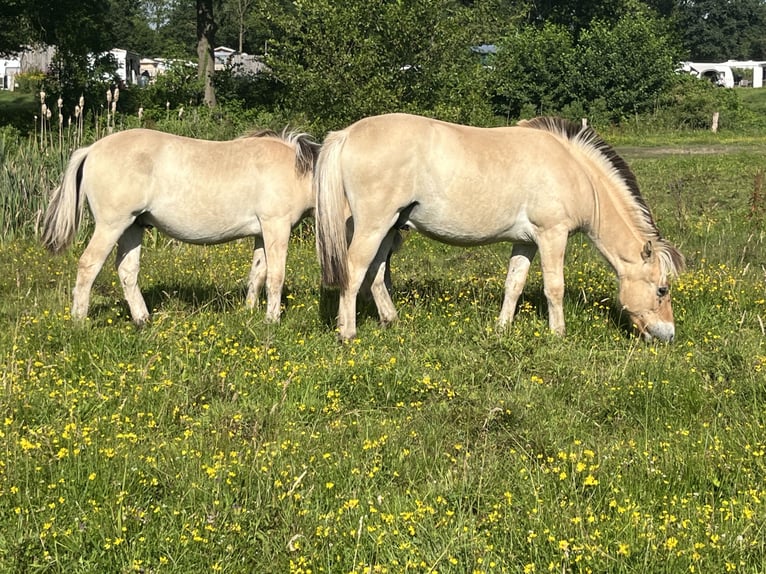 Fjordpferde Wallach 1 Jahr 149 cm Falbe in Oud Ootmarsum