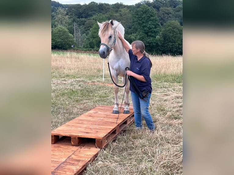 Fjordpferde Wallach 1 Jahr 150 cm Falbe in Remscheid