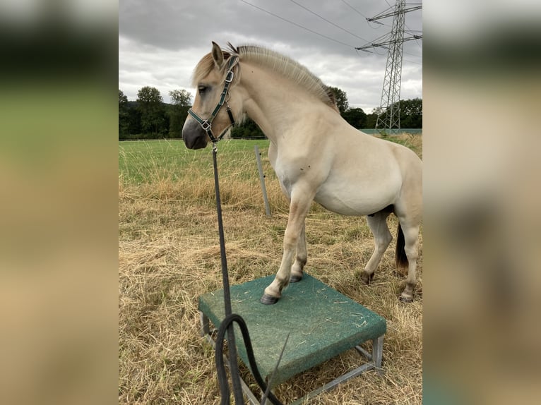 Fjordpferde Wallach 1 Jahr 150 cm Falbe in Remscheid