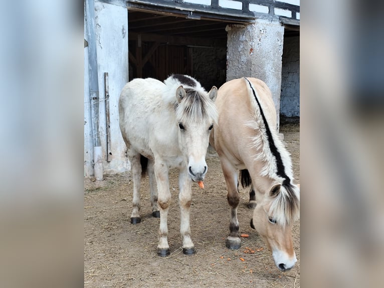 Fjordpferde Wallach 1 Jahr Falbe in Roßwein Fjordpferde Wallach 1 Jahr Falbe in Roßwein
