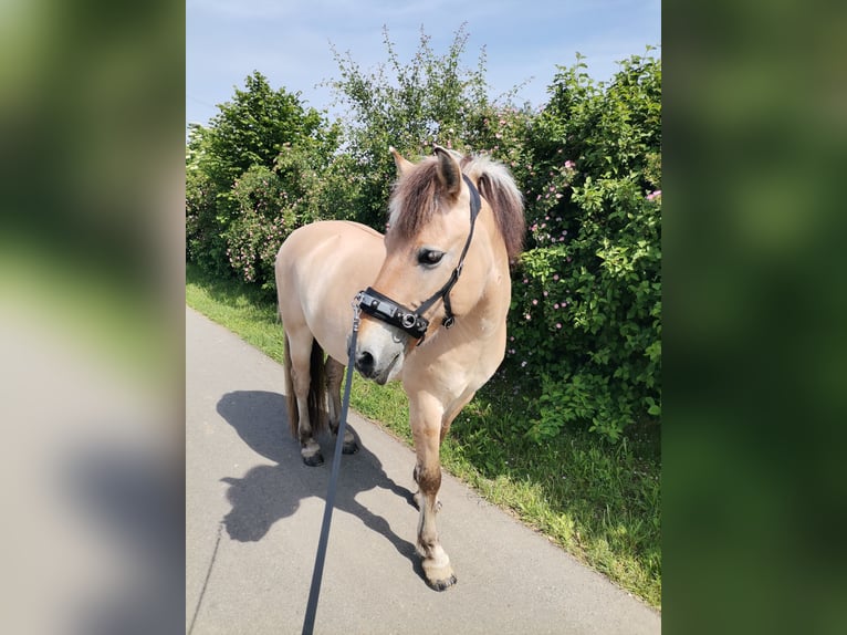 Fjordpferde Wallach 21 Jahre 148 cm  in Bietigheim-Bissingen