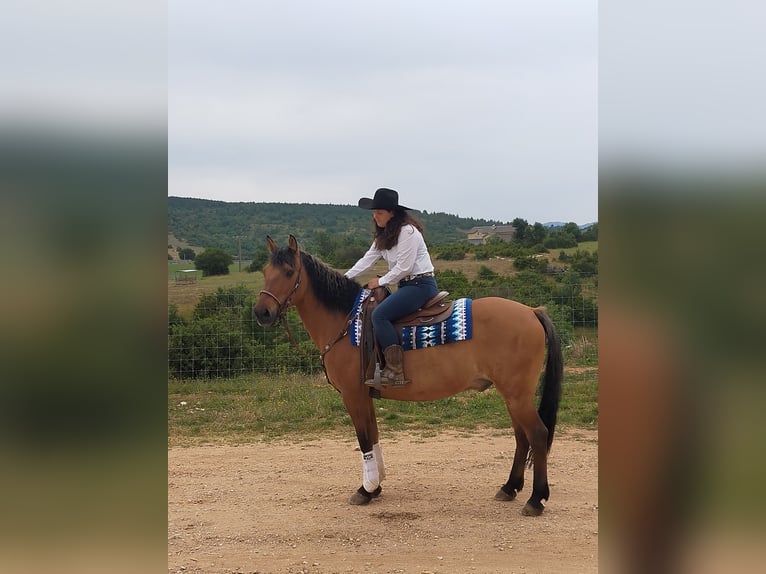 Fjordpferde Mix Wallach 21 Jahre 155 cm Hellbrauner in Brunssum