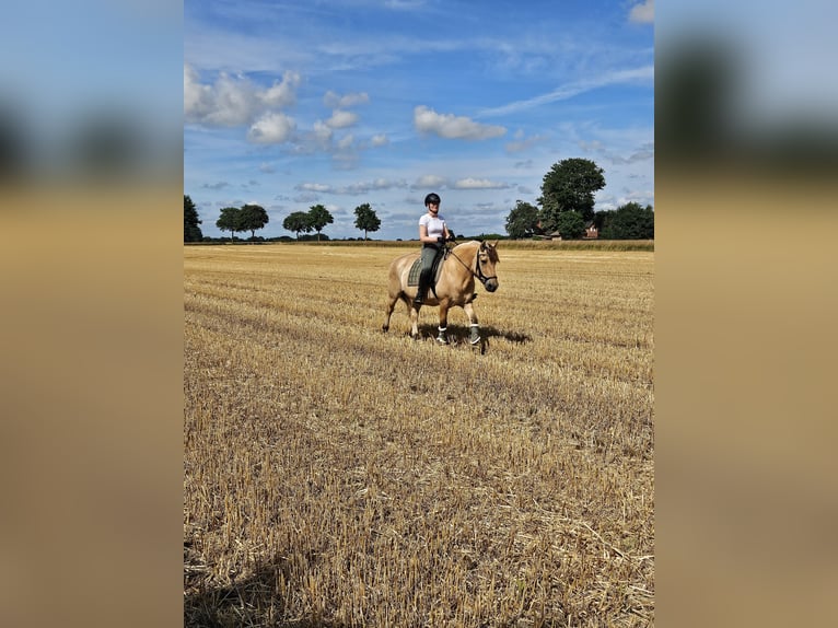 Fjordpferde Wallach 22 Jahre 148 cm Falbe in VechtaVechta