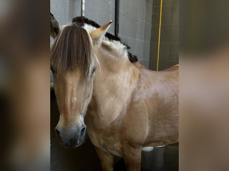Fjordpferde Wallach 22 Jahre 148 cm Falbe in VechtaVechta