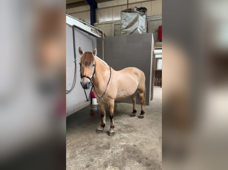 Fjordpferde Wallach 22 Jahre 148 cm Falbe in VechtaVechta