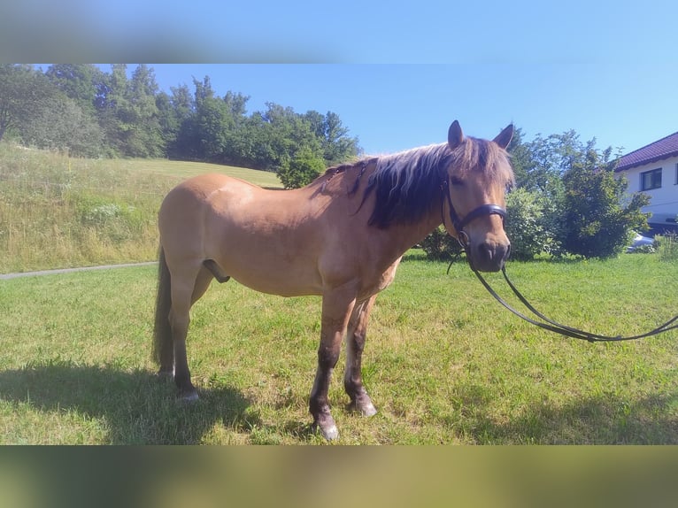 Fjordpferde Mix Wallach 22 Jahre 150 cm Falbe in Langenstein