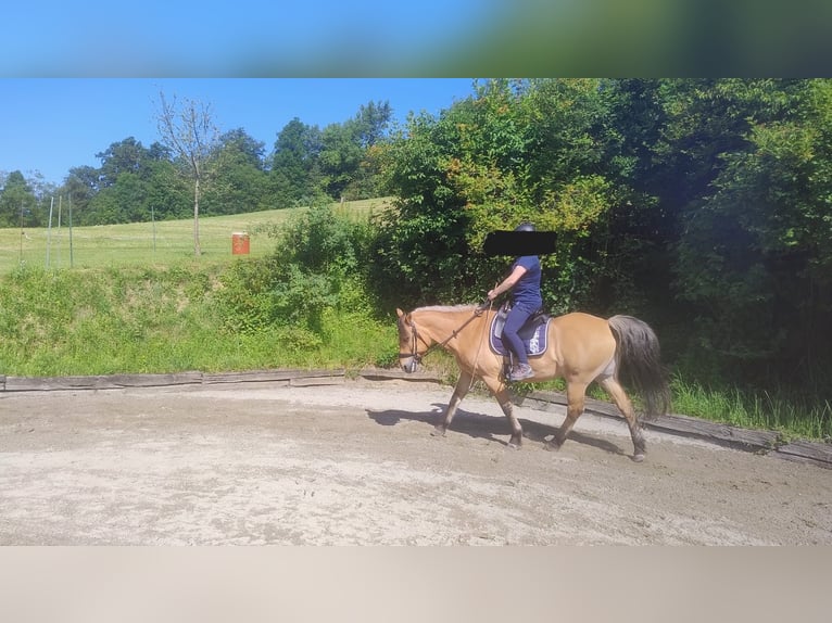 Fjordpferde Mix Wallach 22 Jahre 150 cm Falbe in Langenstein
