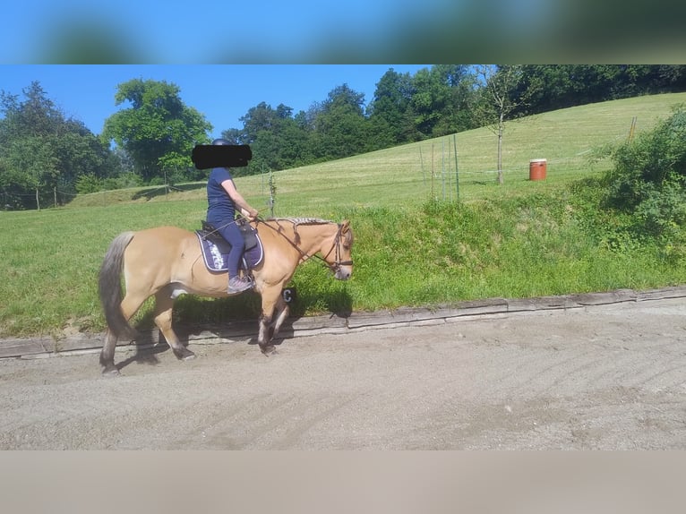 Fjordpferde Mix Wallach 22 Jahre 150 cm Falbe in Langenstein