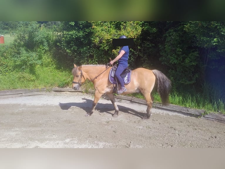 Fjordpferde Mix Wallach 22 Jahre 150 cm Falbe in Langenstein