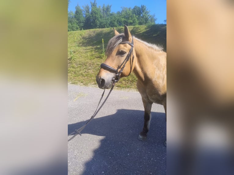 Fjordpferde Mix Wallach 22 Jahre 150 cm Falbe in Langenstein