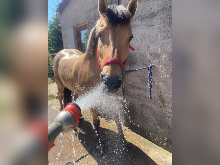 Fjordpferde Mix Wallach 23 Jahre 146 cm in Detmold