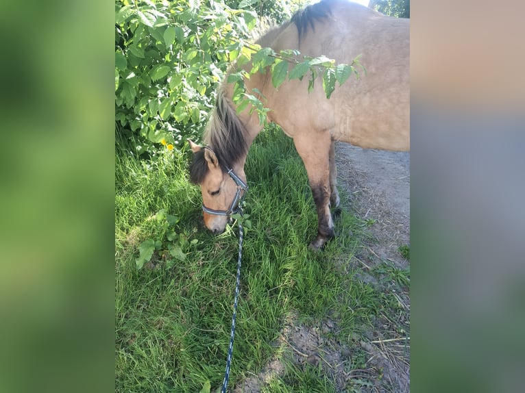 Fjordpferde Mix Wallach 23 Jahre 146 cm in Detmold